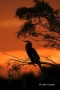 Anhinga;Anhinga-anhinga;Sunrise;One;one-animal;avifauna;bird;birds;feather;feath